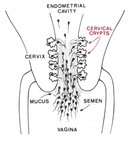 <p><strong>Coagulation</strong>: After ejaculation, semen coagulates due to proteins and enzymes secreted by the seminal vesicles.</p><p><strong>Purpose</strong>: Coagulation helps to protect the sperm and allows the semen to stay in place near the cervix, increasing the chances of sperm entry into the reproductive tract.</p><p><strong>Enzymes involved</strong>: Prostate-specific antigen (PSA), produced by the prostate gland, helps break down the coagulated semen, liquefying it within approximately 15 minutes.</p>