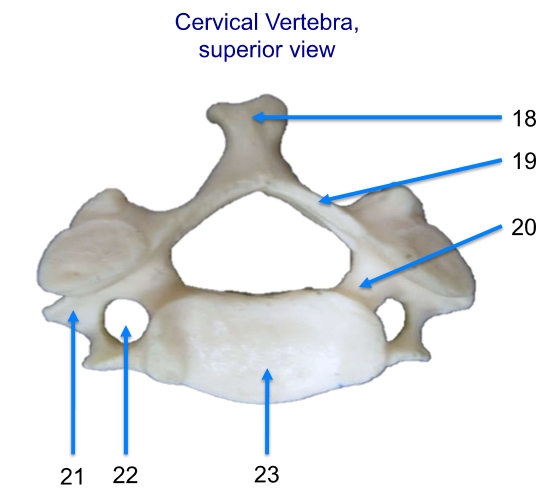 <p>Label the areas! Name the vertebrae</p>