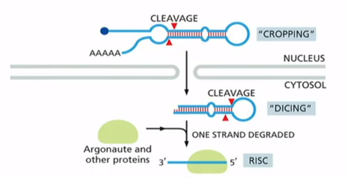 <p>non-coding RNAs that regulate mRNA stability, they base pair with mRNAS. Are made by RNA polymerase ll and have 5' cap and poly-A tail. After processing, miRNA associates with protein complex called RNA-induced silencing complex (RISC)</p>