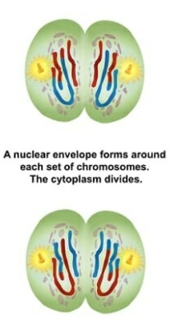 <p>Division cellulaire reproductrice (méiose 2):</p>