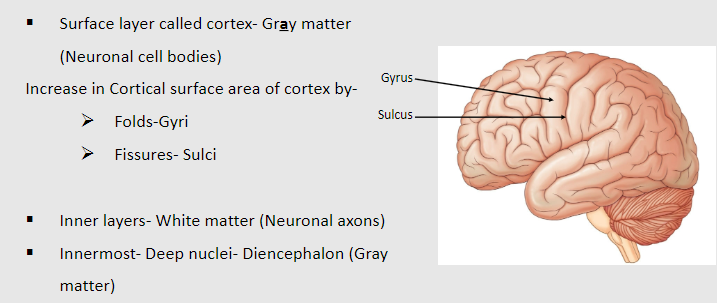 <p>Surface layer: Cortex (gray matter - neuronal cell bodies)</p><p>Inner layers: White matter (neuronal axons)</p><p>Innermost: Deep nuclei (gray matter - diencephalon)</p>