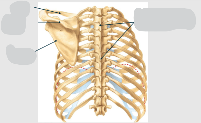 <p>Name the parts of The Skeleton of the Thoracic/ Chest Wall <strong>POSTERIOR</strong>:</p>