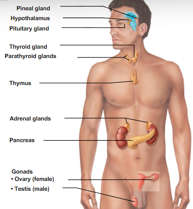 <p>What subtype of glandular epithelium are these glands?</p>