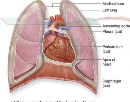 cone shaped end of heart resting on diaphragm