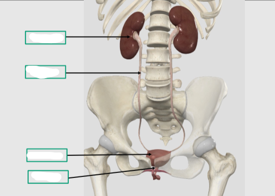<p>Name these parts of the Urinary system:</p>