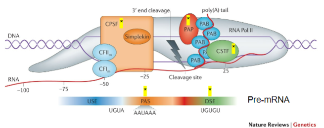 <p>CPSF recognizes the Polyadenylation signal (PAS).</p><p>It acts on the cleavage site to facilitate polyadenylation.</p>