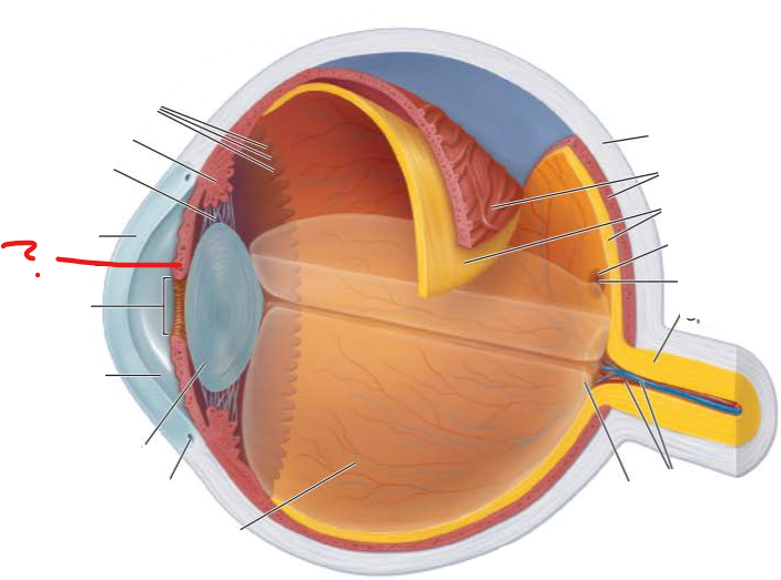 <p>What is this?</p><p>What is its function?</p><p>what are the two smooth muscle layers that make it?</p>