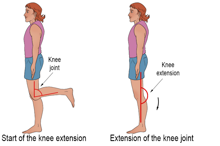 <p><u>Extension:</u></p><p>Extension increases the angle between two bones.</p><p>Examples:</p><p>Trunk extension</p><p>Neck extension</p><p>Finger extension</p>