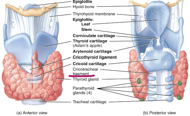 <p>The cricotracheal membrane.</p>