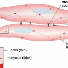 <p>What is excitation-contraction coupling in the myometrium? (2)</p>