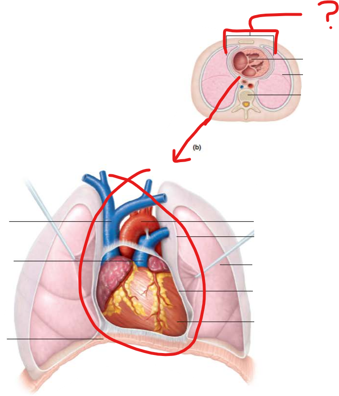 <p>name the cavity </p>