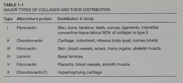 <p>I. <strong>Fibronectin </strong>(skin, bone, tendons, teeth, cornea, ligaments, interstitial connective tissue (about 90% of collagen is type I))</p><p>II. <strong>Chondronectin </strong>(Cartilage, notochord, vitreous body (eye), cornea (chick))</p><p>III. <strong>Fibronectin </strong>(Skin, blood vessels, sclera, many organs, skeletal muscle)</p><p>IV. <strong>Laminin </strong>(Basal laminae)</p><p>V. <strong>Fibronectin </strong>(Placenta, blood vessels, smooth muscle)</p><p>X. <strong>Chondronectin </strong>(Hypertrophying cartilage)</p>