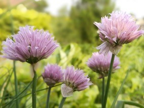 <p>(Half)bolvormig scherm, 2 vliezige schutblaadjes aan onderkant, 6 bloemdekbladen (kroonbladeren = kelkbladeren): bloem welke familie?</p>