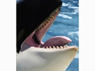 <p>orca</p>