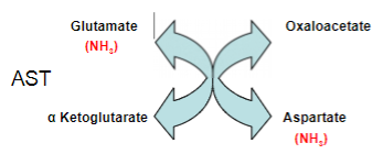 <p>Aspartate reacts with alpha Ketoglutarate to produce oxaloacetate and Glutamate</p>
