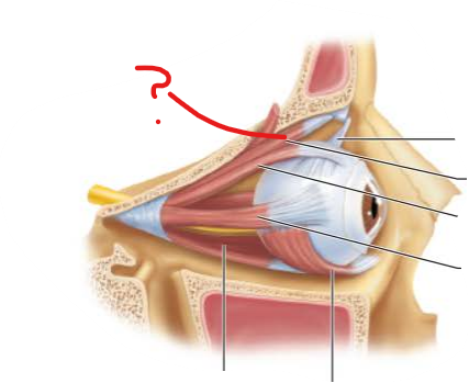 <p>What is this?</p><p>What is its function?</p>