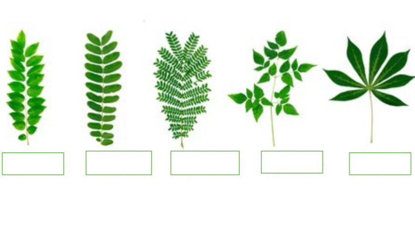 <p>Label the Following Leaf Types:</p>