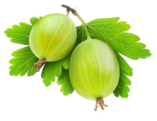 gooseberry