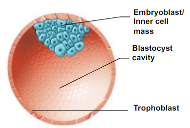 <p>- blastocoel/blastocyst cavity (fluid-filled)</p><p>- the embryoblast (inner cell mass), which will later divide and differentiate to form the embryo</p><p>- trophoblast (made of trophoblast cells) which will divide and differentiate to form chorion (which provides nutrients to the embryo)</p>