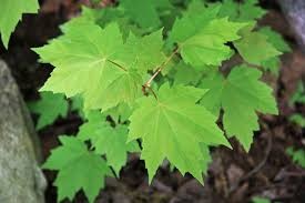 <p><em>Acer rubrum</em></p><p>simple/opposite</p>