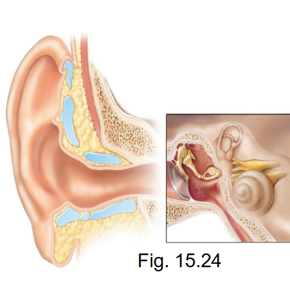 <p>- external ear, middle ear, inner ear (labyrinth), cochlea, receptors in inner ear</p>