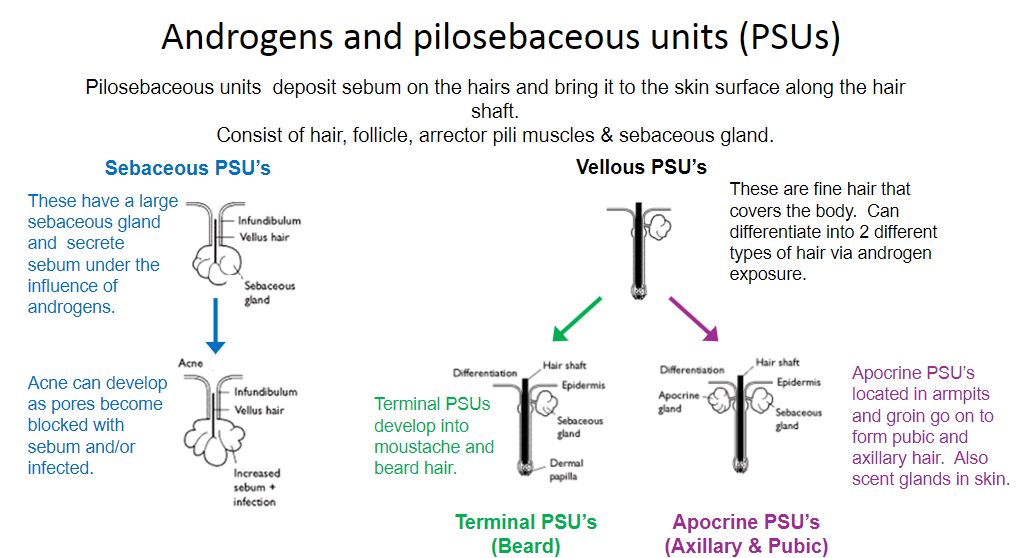 <p><u>Definition</u>:</p><p>•Pilosebaceous units consist of hair, hair follicle, arrector pili muscles, and sebaceous glands. They deposit sebum on hairs, bringing it to the skin surface along the hair shaft.</p><p><u>Vellous PSUs:</u></p><p>•These units contain fine vellous hair that covers the body and can differentiate into two types of hair through exposure to androgens.</p><p><u>Sebaceous PSUs:</u></p><p>•Larger sebaceous glands in these units secrete sebum under the influence of androgens, contributing to skin lubrication.</p><p><u>Acne development:</u></p><p>•Acne can occur when pores become blocked with excess sebum and/or infected, leading to increased sebum production and potential infections in the skin.</p>