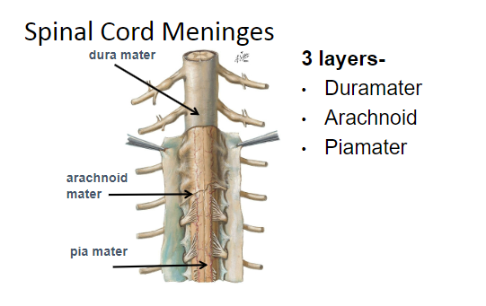 <p><strong>Dura mater</strong>: Outermost, tough fibrous layer.</p><p><strong>Arachnoid mater</strong>: Middle, web-like layer.</p><p><strong>Pia mater</strong>: Innermost, delicate layer adhering to the spinal cord.</p>