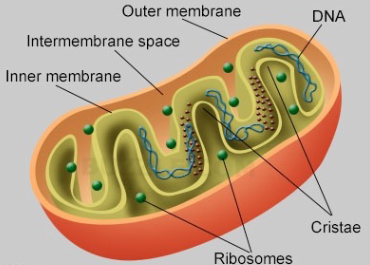 <p>Has a double membrane and contains DNA, RNA, and proteins. Fcns as a site for ATP synthesis</p>