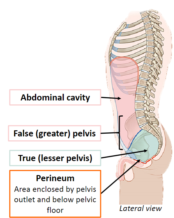 <p>The area below the pelvic inlet and above the pelvic outlet.</p>