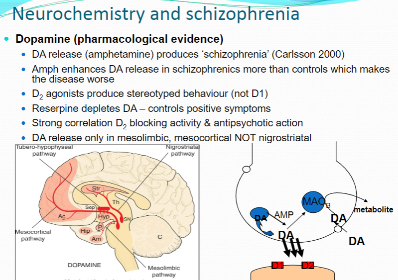 <p><strong>Amphetamine</strong> enhances <strong>dopamine (DA) release</strong> and produces <strong>schizophrenia-like symptoms</strong> (Carlsson 2000).</p><p>In <strong>schizophrenic patients</strong>, amphetamine enhances DA release more than in controls, which <strong>worsens the disease</strong>.</p>