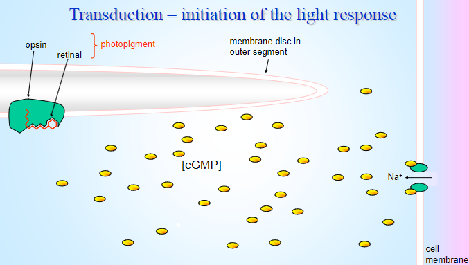 <p><strong>cGMP:</strong> Maintains the opening of sodium channels in the dark, allowing Na+ to enter the photoreceptor.</p><p>This results in a depolarized state of the photoreceptor in the absence of light.</p>