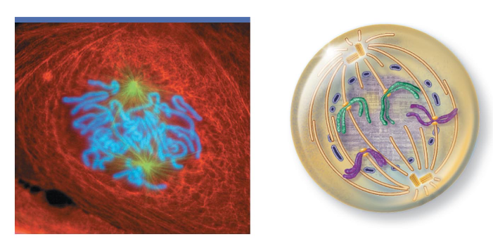 <p>What phase of mitosis is this?</p>