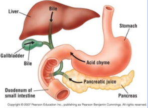 <p>-Duodenum</p><p>-Liver (Gall Bladder) and Pancreas</p>