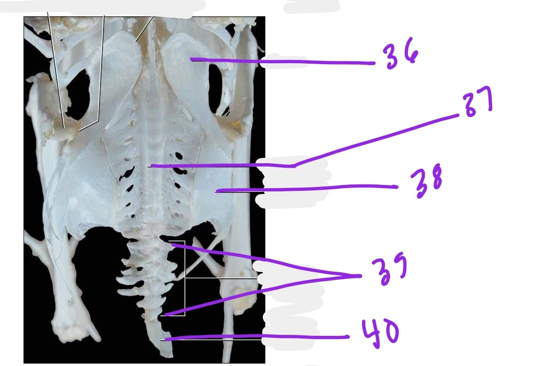 <p>36. ilium</p><p>37. synsacrum</p><p>38. ischium</p><p>39. caudal vertabrae</p><p>40. pygostyle</p>