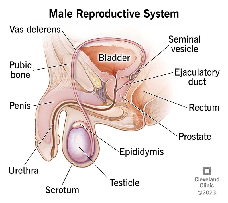 <p>Penis</p><p>Scrotum</p>