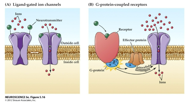 <p><strong>Ionotropic Receptors (Ligand-Gated Ion Channels)</strong>:</p><p>These receptors directly control the opening of ion channels when a neurotransmitter binds, leading to a rapid change in membrane potential.</p><p><strong>Metabotropic Receptors (G-Protein Coupled Receptors)</strong>:</p><p>These receptors work through intracellular signaling pathways involving G-proteins, leading to slower, longer-lasting effects on the cell.</p>