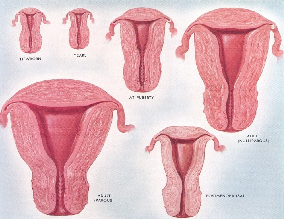 <p>The corpus of the uterus undergoes a greater increase in size than the cervix.</p><p>This differential growth results in a larger and more developed uterine body compared to the cervical area.</p>