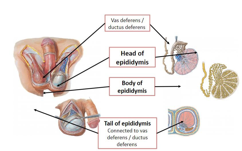 <p>The epididymis is an elongated, comma-shaped structure formed of a long-coiled tube.</p>