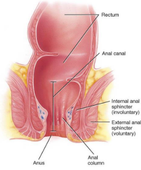 <p>-Internal sphincter- smooth muscle</p><p>-External sphincter -skeletal muscle</p>