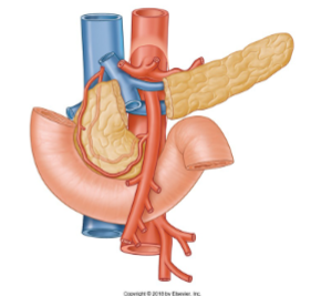 <p>The main vessel of the mesentery is the Superior Mesenteric artery. It supplies the midgut, including the jejunum and ileum, and provides branches such as the inferior pancreaticoduodenal artery to the midgut part of the duodenum. The Superior Mesenteric artery also pops over the left renal vein and further branches out to supply the intestines.</p>