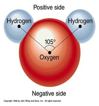 water is a polar molecule with one oxygen atom negatively charged and two hydrogen atoms positively charged.
