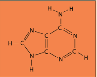 <p>Identify this nitrogenous base</p>