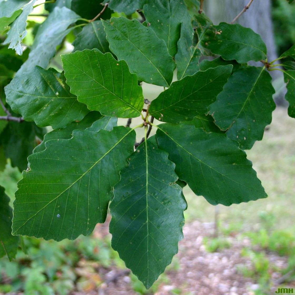 <p><em>Quercus montana</em></p><p>Simple/Alternate</p>