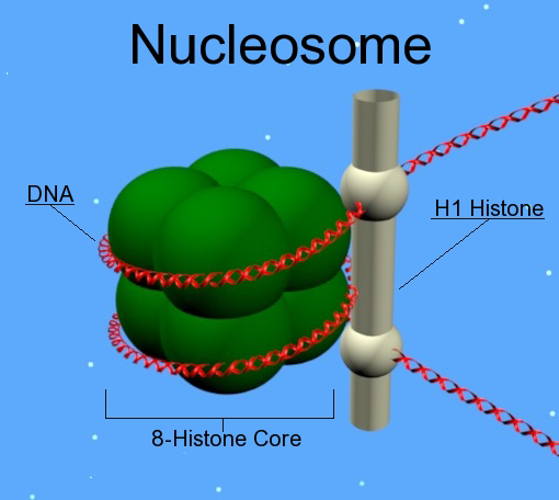 <p>What is the role of histone 1? (1)</p>