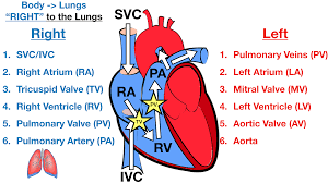 <p>1) Enters right atrium.</p><p>2) Travels through tricuspid valve.</p><p>3) Enters right ventricle.</p><p>4) Travels through pulmonary valve and into pulmonary trunk.</p><p>5) Blood is oxygenated in the lungs.</p>