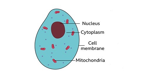 <p>Nucleus, Protoplasm, Mitochondria, Cell membrane</p>
