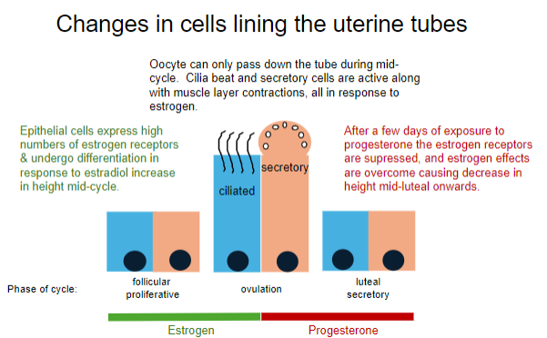 <p>The oocyte can pass down the tube during mid-cycle (ovulation).</p><p>Cilia beat, secretory cells are active, and muscle layer contractions occur, all in response to estrogen.</p>