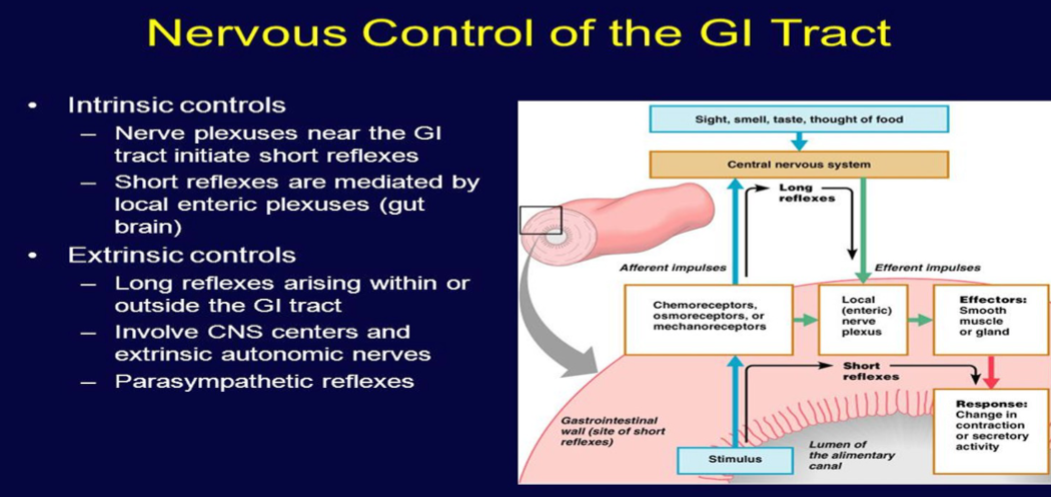 <p>Submucosal Meissner plexus: Regulates the digestive glands.</p><p>Myenteric Auerbach plexus: Primarily connected with gut motility.</p>