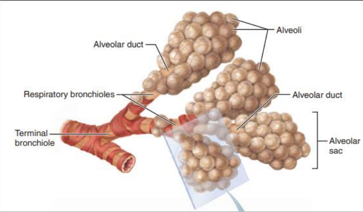 <p>alveolar ducts</p><p>respiratory bronchioles</p><p>connective tissue</p>