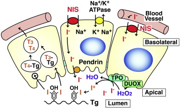 <p>The active uptake of iodide (I-) across the basolateral membrane, against its concentration and electrical gradient, by the Na/I symporter (NIS). This process is stimulated by thyroid-stimulating hormone (TSH).</p>